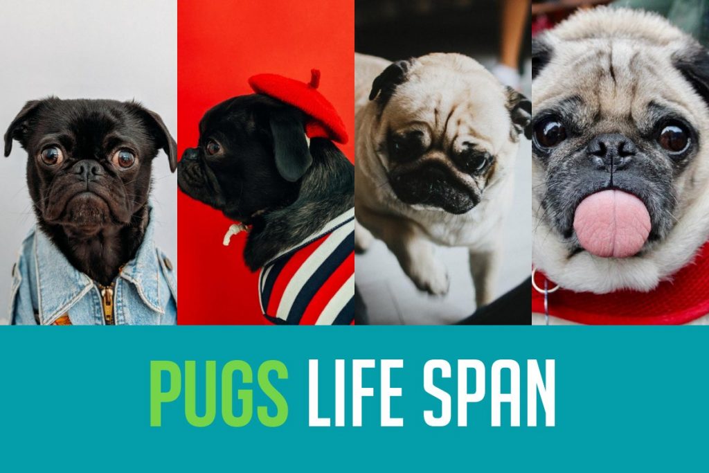 life expectancy of pug